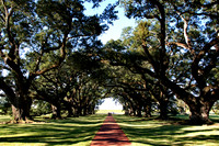 Tree lined path, Oak Alley Plantation, LA