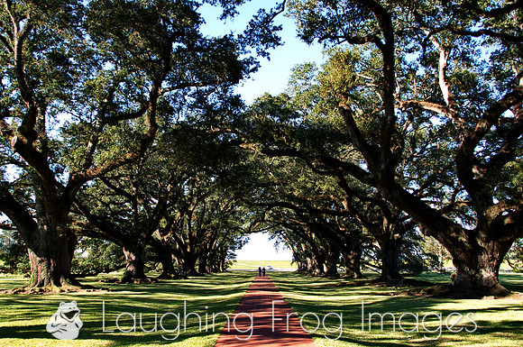 Tree lined path, Oak Alley Plantation, LA