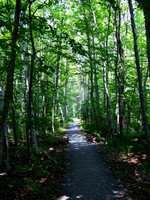 Tree lined path, Acadia National Park, ME