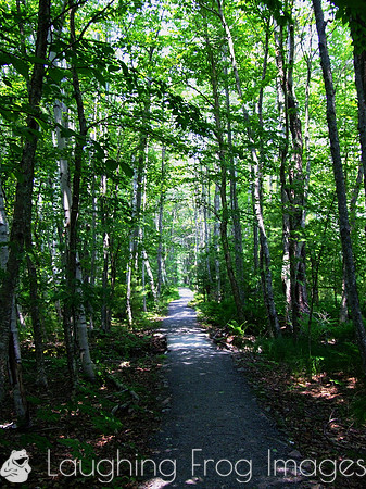 Tree lined path, Acadia National Park, ME