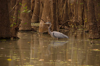Blue Heron, Honey Island Swamp LA 1