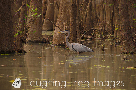 Blue Heron, Honey Island Swamp LA 1