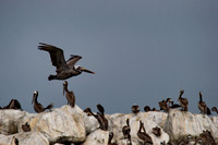 Pelicans, Ventura CA 1