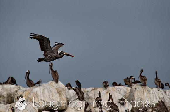 Pelicans, Ventura CA 1
