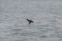 Duck, Toronto (ON) Harbor