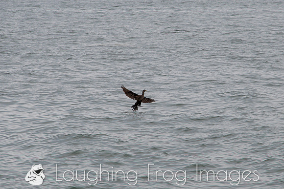 Duck, Toronto (ON) Harbor