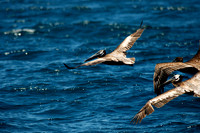 Pelican, Channel Islands, CA 2