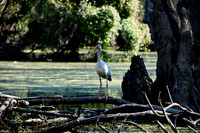 Big white bird with funny beak, Honey Island Swamp LA 1