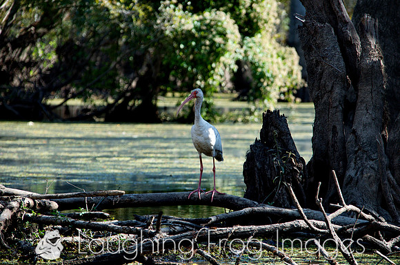 Big white bird with funny beak, Honey Island Swamp LA 1