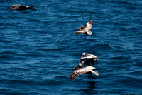 Pelican, Channel Islands, CA 1