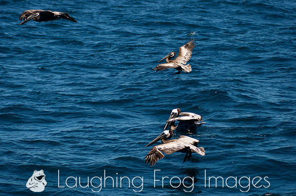 Pelican, Channel Islands, CA 1