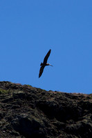 Pelican, Channel Islands, CA 3