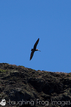 Pelican, Channel Islands, CA 3