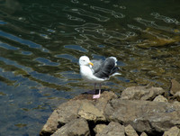 Seagull, Ventura CA