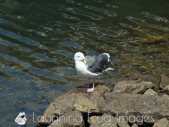 Seagull, Ventura CA