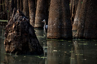 Blue Heron, Honey Island Swamp LA 2