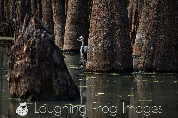 Blue Heron, Honey Island Swamp LA 2