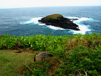 Nene, Kilauea Kauai HI