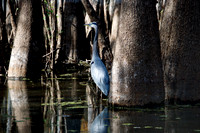 Blue Heron, Honey Island Swamp LA 3