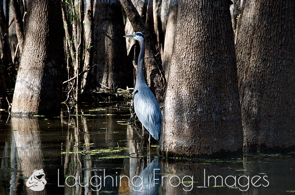 Blue Heron, Honey Island Swamp LA 3