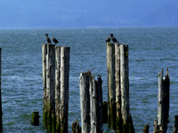 Sea birds, Astoria OR