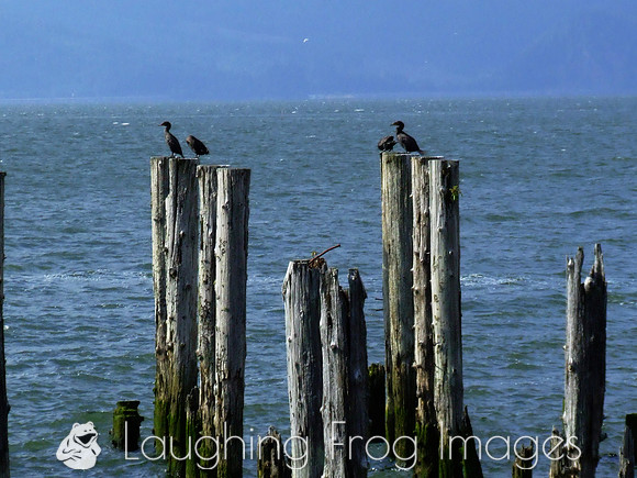 Sea birds, Astoria OR