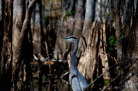 Blue Heron, Honey Island Swamp LA 4