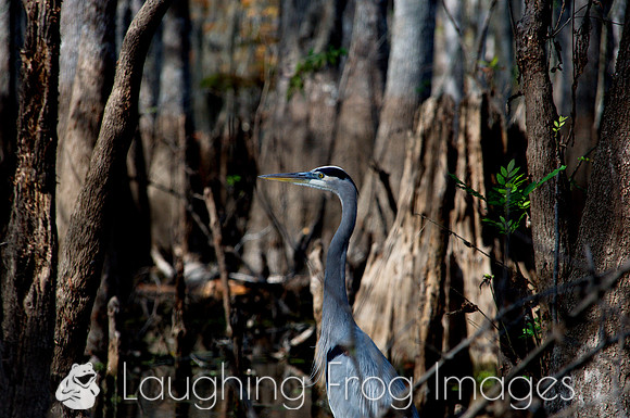 Blue Heron, Honey Island Swamp LA 4