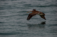 Pelican, Ventura CA