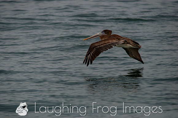Pelican, Ventura CA