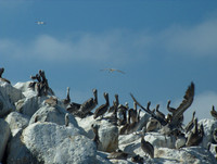 Pelicans, Ventura CA 2
