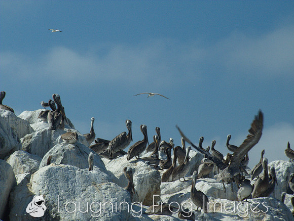 Pelicans, Ventura CA 2