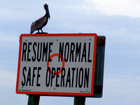 Pelican. Tarpon Bay FL