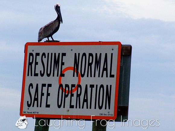 Pelican. Tarpon Bay FL