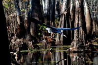 Blue Heron, Honey Island Swamp LA 6