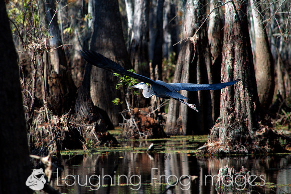Blue Heron, Honey Island Swamp LA 6