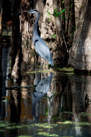 Blue Heron, Honey Island Swamp LA 5