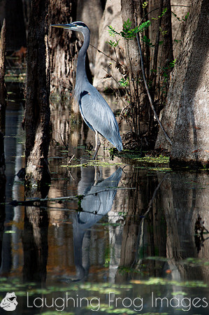 Blue Heron, Honey Island Swamp LA 5