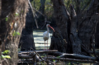 Big white bird with funny beak, Honey Island Swamp LA 2