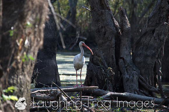 Big white bird with funny beak, Honey Island Swamp LA 2