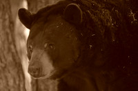 black bear in sepia tone
