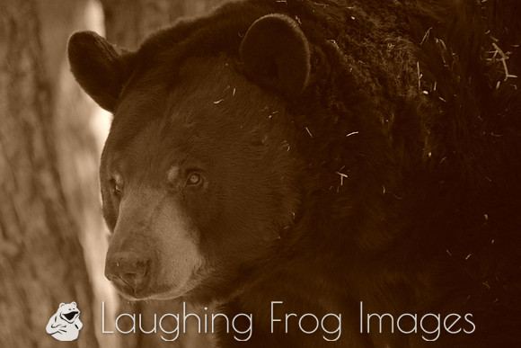 black bear in sepia tone