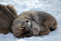lynx sleeping