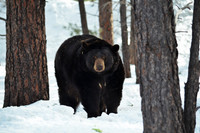 black bear on the move - 1