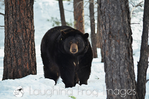 black bear on the move - 1