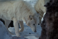wolves - 2