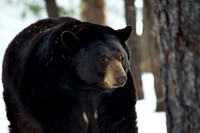 black bear on the move - 3
