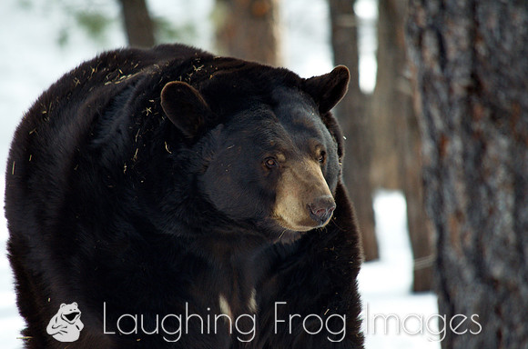 black bear on the move - 3