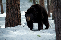 black bear on the move - 2