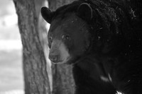 black bear in black & white